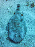 To FishBase images (<i>Narcine bancroftii</i>, Jamaica, by Burge, E.J.)