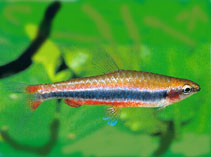 Image of Nannostomus beckfordi (Golden pencilfish)
