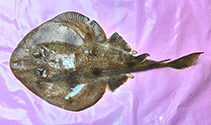 To FishBase images (<i>Narcine brevilabiata</i>, Thailand, by Krajangdara, T. & T. Sinanan)