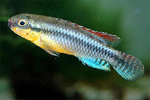 Image of Congochromis dimidiatus 