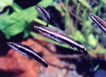 Image of Nannostomus eques (Brown pencilfish)
