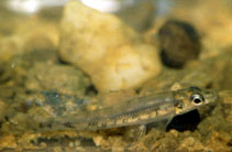 Image of Nannocharax fasciatus 
