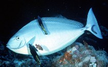 To FishBase images (<i>Naso hexacanthus</i>, Maldives, by Randall, J.E.)
