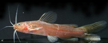 To FishBase images (<i>Nanobagrus immaculatus</i>, by Ng, H.H.)