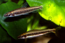 Image of Nannocharax latifasciatus 