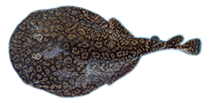 To FishBase images (<i>Narcine leoparda</i>, Ecuador, by J. Pincay-Espinoza et al.)