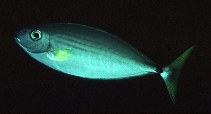 To FishBase images (<i>Naso minor</i>, Philippines, by Randall, J.E.)