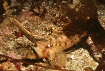 To FishBase images (<i>Nautichthys oculofasciatus</i>, USA, by Gotshall, D.W.)