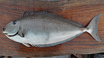 To FishBase images (<i>Naso reticulatus</i>, Sri Lanka, by Modder, T.)