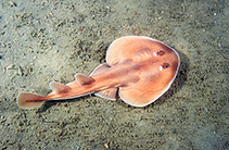 To FishBase images (<i>Narcine tasmaniensis</i>, Australia, by Aitken, K.)