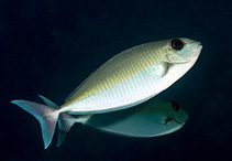 To FishBase images (<i>Naso thynnoides</i>, Maldives, by Greenfield, J.)