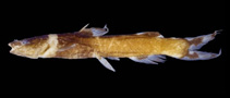 To FishBase images (<i>Nanobagrus torquatus</i>, by Ng, H.H.)