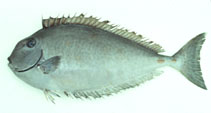 To FishBase images (<i>Naso tuberosus</i>, by Gloerfelt-Tarp, T.)