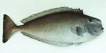To FishBase images (<i>Naso mcdadei</i>, by Gloerfelt-Tarp, T.)