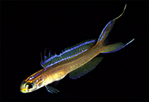 To FishBase images (<i>Navigobius vittatus</i>, Brunei Darsm, by Erdmann, M.V.)