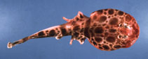 To FishBase images (<i>Narcine westraliensis</i>, by Gloerfelt-Tarp, T.)