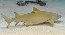 Image of Negaprion acutidens (Sicklefin lemon shark)