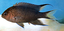 To FishBase images (<i>Neopomacentrus aktites</i>, Australia, by Allen, G.R.)