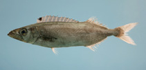 Image of Neoepinnula americana (American sackfish)