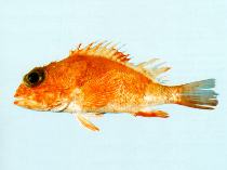Image of Neomerinthe amplisquamiceps (Orange scorpionfish)