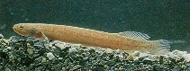 Image of Neochanna apoda (Brown mudfish)