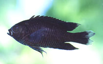 Image of Neopomacentrus aquadulcis (Sweetwater demoiselle)