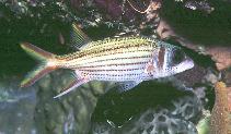 To FishBase images (<i>Neoniphon argenteus</i>, Papua New Guinea, by Patzner, R.)