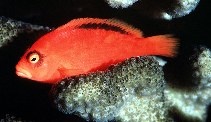 To FishBase images (<i>Neocirrhites armatus</i>, Guam, by Randall, J.E.)