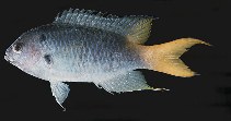 To FishBase images (<i>Neopomacentrus azysron</i>, Solomon Is., by Randall, J.E.)