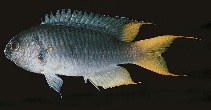 To FishBase images (<i>Neopomacentrus sororius</i>, Sri Lanka, by Randall, J.E.)