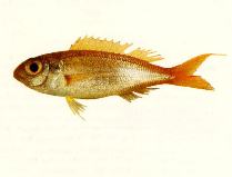 To FishBase images (<i>Nemipterus balinensis</i>, by CSIRO)