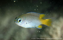 To FishBase images (<i>Neopomacentrus bankieri</i>, Hong Kong, by Eric Keung@114°E Hong Kong Reef Fish Survey)