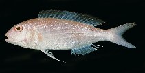 To FishBase images (<i>Nemipterus bipunctatus</i>, Bahrain, by Randall, J.E.)
