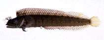 To FishBase images (<i>Neoclinus bryope</i>, Japan, by Suzuki, T.)
