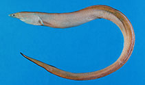 To FishBase images (<i>Neenchelys buitendijki</i>, Malaysia, by Ho, H.-C.)