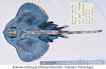 To FishBase images (<i>Neoraja caerulea</i>, Ireland, by MNHN)