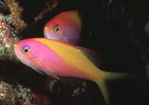 To FishBase images (<i>Nemanthias carberryi</i>, Maldives, by Randall, J.E.)