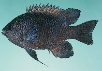 To FishBase images (<i>Neoglyphidodon carlsoni</i>, Tonga, by Randall, J.E.)