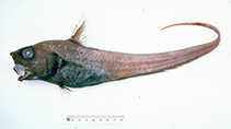 To FishBase images (<i>Nezumia coheni</i>, Australia, by Graham, K.)