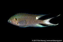 To FishBase images (<i>Neopomacentrus cyanomos</i>, Hong Kong, by Eric Keung@114°E Hong Kong Reef Fish Survey)