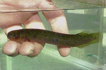 Image of Neochanna diversus (Black mudfish)