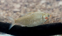 To FishBase images (<i>Nematalosa erebi</i>, Australia, by Aland, G.)