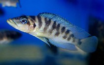 To FishBase images (<i>Neolamprologus fasciatus</i>, by JJPhoto)