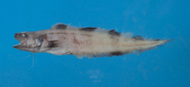 To FishBase images (<i>Neobythites fasciatus</i>, by Shao, K.T.)