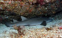 Image of Nebrius ferrugineus (Tawny nurse shark)