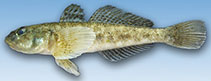 To FishBase images (<i>Neogobius fluviatilis</i>, Ukraine, by Shaganov, V.V.)