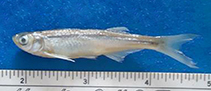 Image of Neobola fluviatilis (Athi sardine)