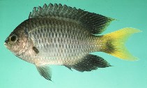 To FishBase images (<i>Neopomacentrus fuliginosus</i>, Kenya, by Randall, J.E.)