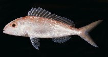 To FishBase images (<i>Nemipterus furcosus</i>, New Caledonia, by Randall, J.E.)