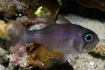 To FishBase images (<i>Apogon fuscus</i>, Indonesia, by Malaer, P.)